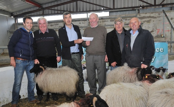  Ewe Lamb Mayo Connemara 2nd place